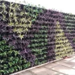 Large Vertical Wall Gardens