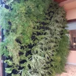 Natural Green Wall in Office