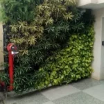 Natural Green Wall in Office
