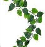 English Eavy Plant mix Creeper 12 pcs 6.5 feet