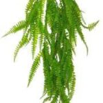 Plastic Colour Fern Hanging 80CM