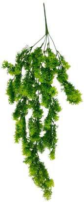 green hanging plants