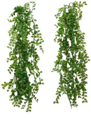 green hanging creeper