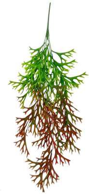 natural look creeper