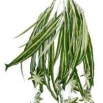 Natural Look Spider Bush Hnaging 55cm