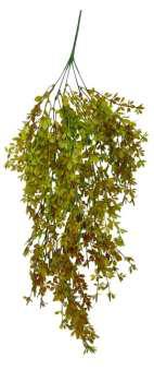 colour aspragaus plant