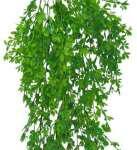 Artificial Hanging Colour Asppragus 80cm