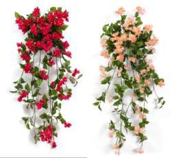 boudainvillea hanging