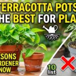Why Terracotta Pots Are the Best for Plants